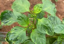 El PP pedirá al Ministerio de Agricultura que autorice el uso excepcional de materias activas para combatir plagas de araña roja y trips parvispinus trips parvispinus