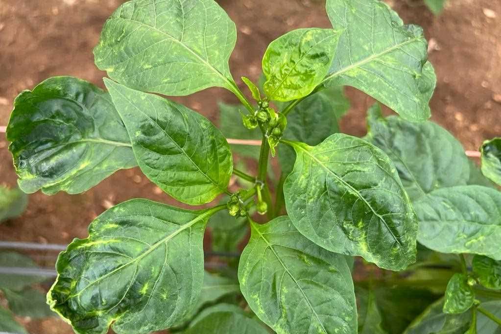 trips parvispinus trips parvispinus